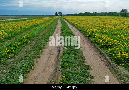 Ground road through agricultural fields.Three roads converge near the trees on the horizon. Stock Photo