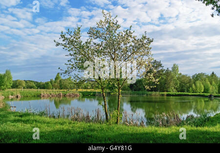 Spring landscape with pond and trees. Stock Photo