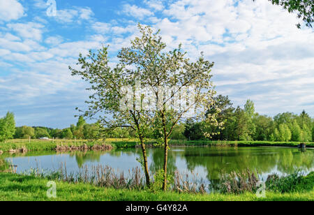 Spring landscape with pond and trees. Stock Photo