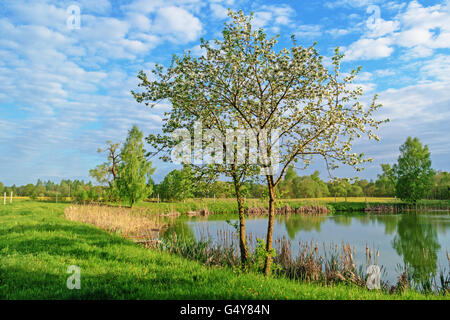 Spring landscape with pond and trees. Stock Photo