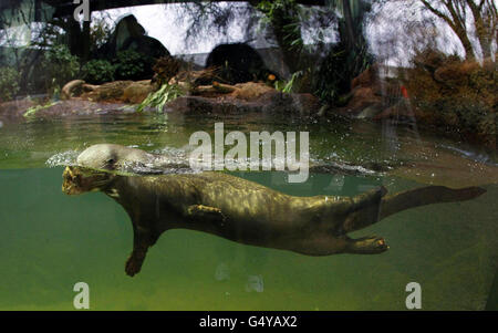 A giant otter at Chester Zoo, where the UK's first underwater viewing zone for giant otters will open next week. Stock Photo