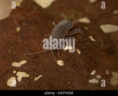 Asellus aquaticus water louse hog underwater Stock Photo