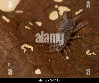 Asellus aquaticus water louse hog underwater Stock Photo