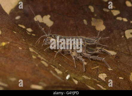 Asellus aquaticus water louse hog underwater Stock Photo