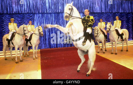 Lipizzaner Stallions Stock Photo