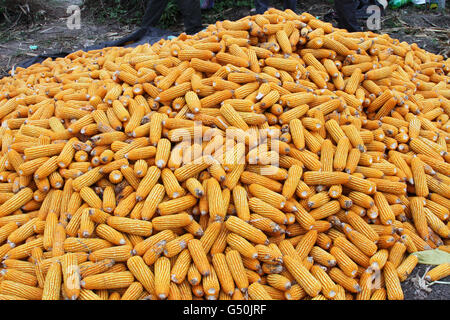 Heap of recently harvested corn still on the cob in a field in Peru Stock Photo