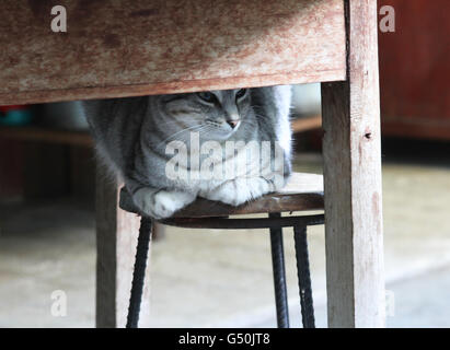Pregnant silver tabby cat sits on stool under table in Peru Stock Photo