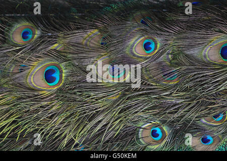 Peacock feather Stock Photo