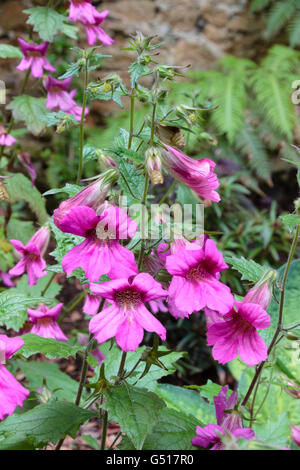 Dark throated pink flowers of the half-hardy Chinese foxglove, Rehmannia elata Stock Photo