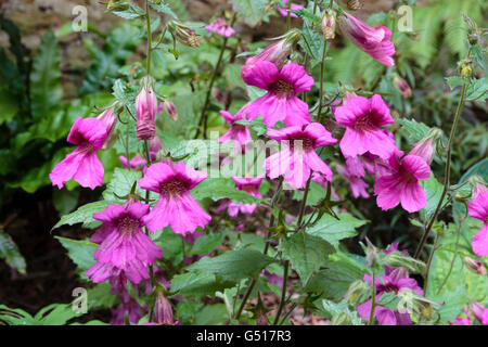 Dark throated pink flowers of the half-hardy Chinese foxglove, Rehmannia elata Stock Photo