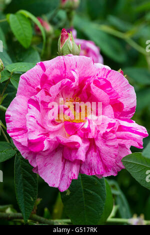 White and pink splashed crimson flowers of Rosa Mundi, an old Gallica rose, Rosa gallica 'Versicolor' Stock Photo