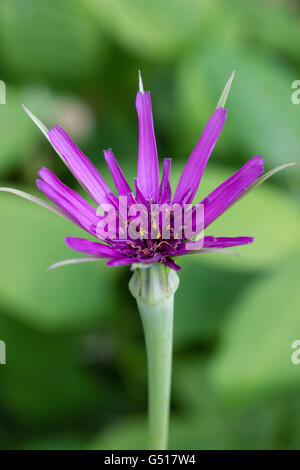 Close up of single flower of the biennial root vegetable, purple salsify, Tragopogon porrifolius Stock Photo