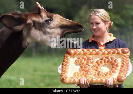 Okapi Birthday Zoo Stock Photo