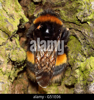 Buff-tailed bumblebee (Bombus terrestris) with mite. Close up of Queen resting on a tree at night, with phoretic mite Stock Photo