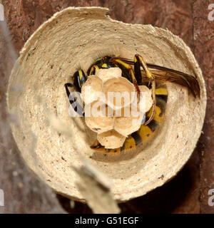 Common wasp queen (Vespula vulgaris) buildiing, constructing nest from paper, with eggs of future workers in open cells Stock Photo