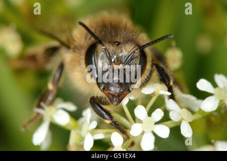 Honey bee (Apis mellifera) head and face. Head shot showing mandibles of familiar bee in the family Apidae Stock Photo