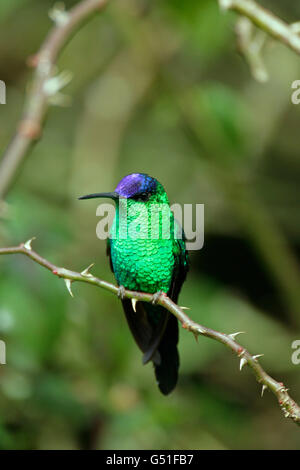Violet-capped Woodnymph,Thalurania glaucopis, single adult male perched. Taken May. Atlantic Rainforest, Rio de Janeiro State, B Stock Photo