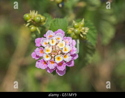 Closeup detail of white and pink lantana camara flower floret in garden with berries Stock Photo