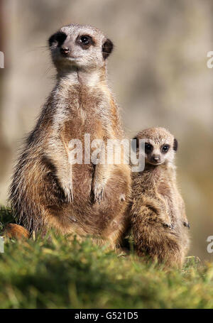 Isabella with son Marvin the meerkat (right) who was born at Blair Drummond Safari Park over the winter. Stock Photo