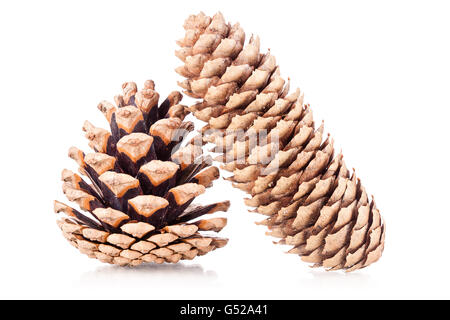two pinecones isolated on white background Stock Photo