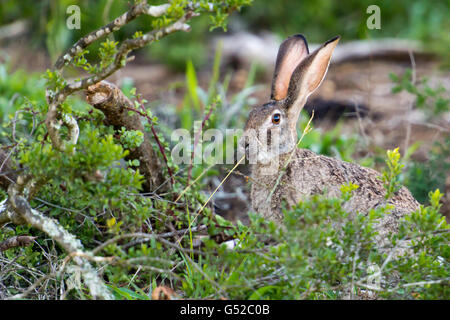 South Africa, Eastern Cape, Western District, Addo Elephant National Park, An attentive bushhase in the scrub Stock Photo