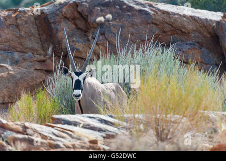 (Oryx gazella) is a large antelope of the genus Oryxantilope, which is located in southern Africa Stock Photo