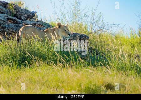 South Africa, North Cape, Mier, Kgalagadi Transfrontier Park, Lioness in National Park Stock Photo