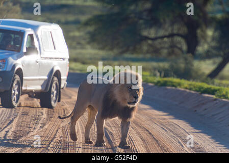 South Africa, North Cape, Benede Oranje, Kgalagadi Transfrontier Park, Lion next to a car in the national park Stock Photo