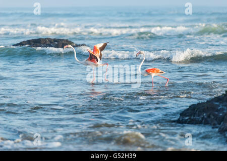 Namibia, Erongo, Swakopmund, Flamingos near Swakopmund, Two flamingos running through the water Stock Photo