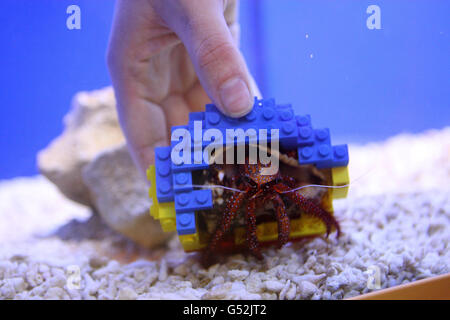 Lego brick crab shell Stock Photo