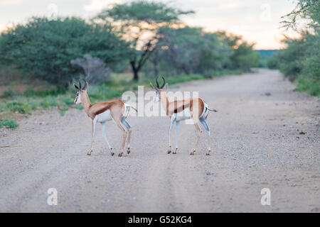 Namibia, Kunene, Etosha National Park, jumping blocks cross the road, jumping blocks in the morning light Stock Photo