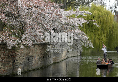 A punt makes its way past a cherry tree in blossom along the banks of the River Cam in Cambridge. PRESS ASSOCIATION Photo. Picture date: Friday April 6, 2012. Photo credit should read: Chris Radburn/PA Wire