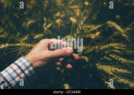 Male farmer in wheat field, personal point of view, hand touching cereal crops Stock Photo
