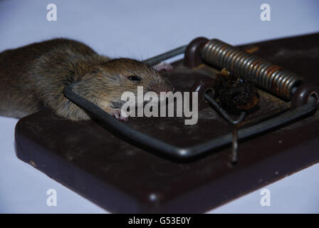 Dead Mouse in Spring Trap Stock Photo