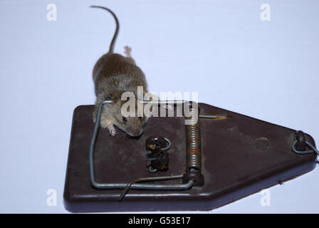 Dead Mouse in Spring Trap Stock Photo