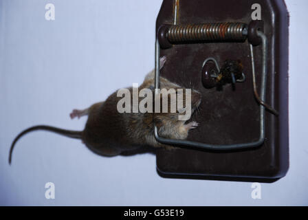 Dead Mouse in Spring Trap Stock Photo