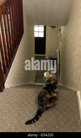 Tamworth murder victim Heather Tell's cat 'Bonnie' waits at the top of the stairs at the family home. Heather would have celebrated her 18th birthday on Friday 15th September 2000. Stock Photo