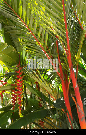 Sri Lanka, Galle Province, Unawatuna, Heliconia flowering under red spined palm Stock Photo
