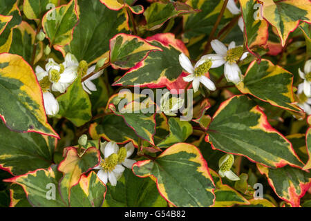 Houttuynia cordata perennial flowers for shady parts of a garden known as lizard tail, chameleon plant, heartleaf, fishwort Stock Photo