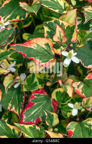 Houttuynia cordata perennial flowers for shady parts of a garden known as lizard tail, chameleon plant, heartleaf, fishwort Stock Photo