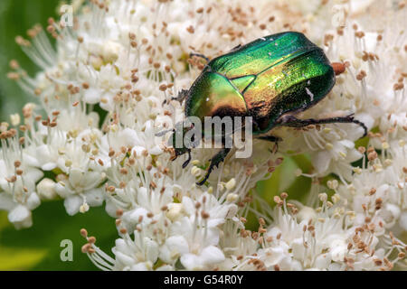Beetle Green rose chafer - Cetonia aurata, White Viburnum close up flower Stock Photo