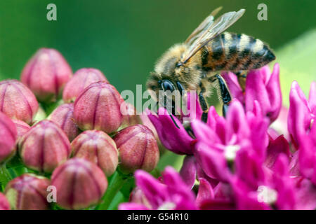Honey Bee on flower Asclepias rubra - Red milkweed Stock Photo