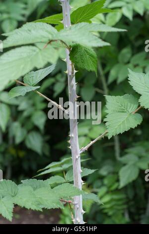 Rubus thibetanus - ghost bramble, summer foliage. Stock Photo