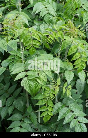 Rubus thibetanus - ghost bramble, summer foliage. Stock Photo