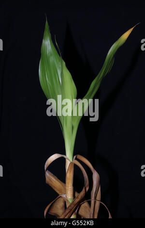 Lucky bamboo Stock Photo