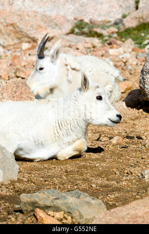 Baby Mountain Goats on Mount Evans Colorado Stock Photo