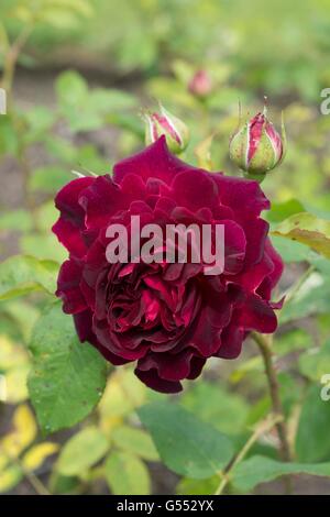 Rosa Munstead Wood, English shrub rose, dark crimson-red blooms Stock ...