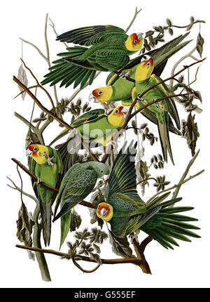 Carolina parakeet, Conuropis carolinensis, Carolina Parrot, birds, 1827 - 1838 Stock Photo