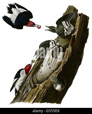 Red-Headed Woodpecker, Melanerpes erythrocephalus, Red headed Woodpecker, birds, 1827 - 1838 Stock Photo