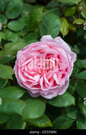 BROTHER CADFAEL, English Rose - bred by David Austin, Shrub Rose. Stock Photo